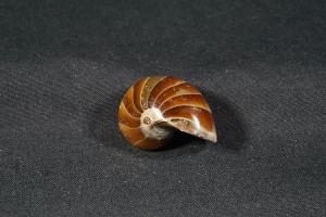 Polished Nautilus, from Madagascar (REF:NM8)