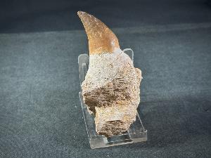 Mosasaur Tooth & Partial Jaw, from Morocco (REF:MOSPJ19)