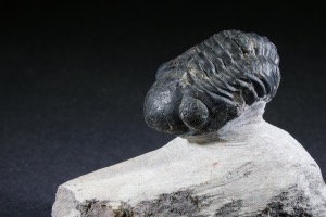Reedops maurulas Trilobite, from Mount Atchana, Morocco (No.142)	