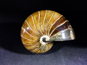 Polished Nautilus, from Madagascar (No.65) 