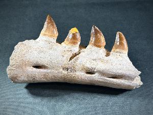 Mosasaur Tooth & Partial Jaw, from Morocco (REF:MOSPJ13)