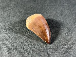 Mosasaurus Tooth, from Morocco (REF:MOST7)