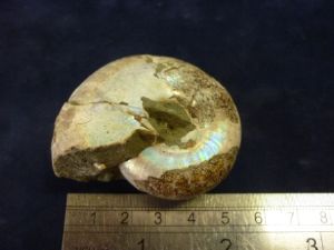 Desmoceras Ammonite - Pearlised (no.150)