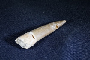 Plesiosaur Tooth, from Morocco (No.768)