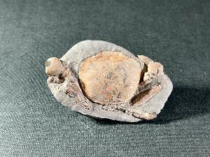 Branchioplax washingtoniana Crab, from Hoko Formation, Clallam County, Washington State, U.S.A. (REF:BRCAB2)