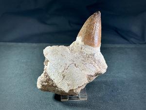 Mosasaur Tooth & Partial Jaw, from Morocco (REF:MOSPJ17)