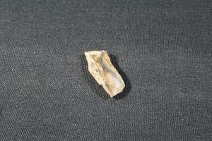 Tyrannosaurus Rex Tooth Fragment, from Hell Creek Formation, Eastern Montana, USA (REF:TREX30)