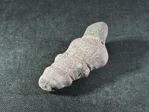 Turritella Shell, from Virginia, U.S.A. (REF:TURR3)